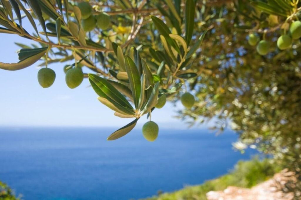 Olive Leaf Tea preparations and recipes