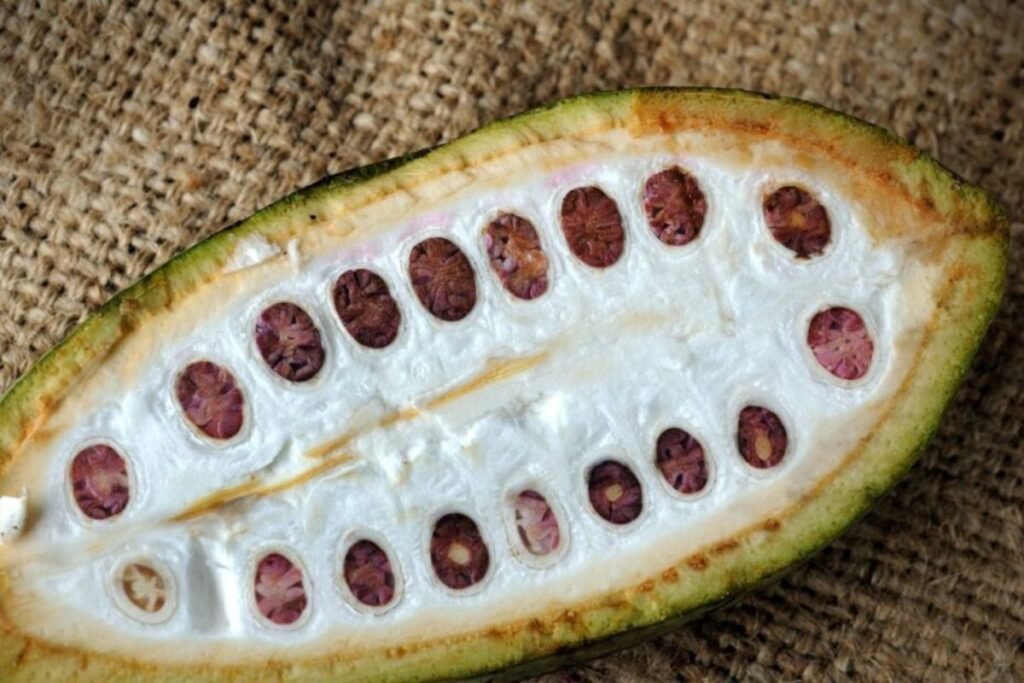 Cacao