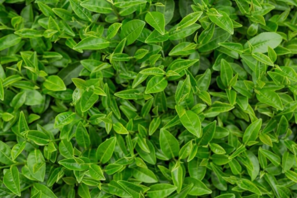 Harvesting leaves for Green tea