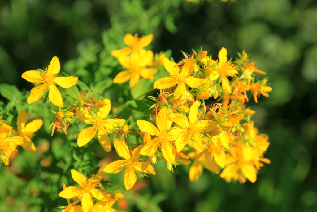 St. John's wort tea