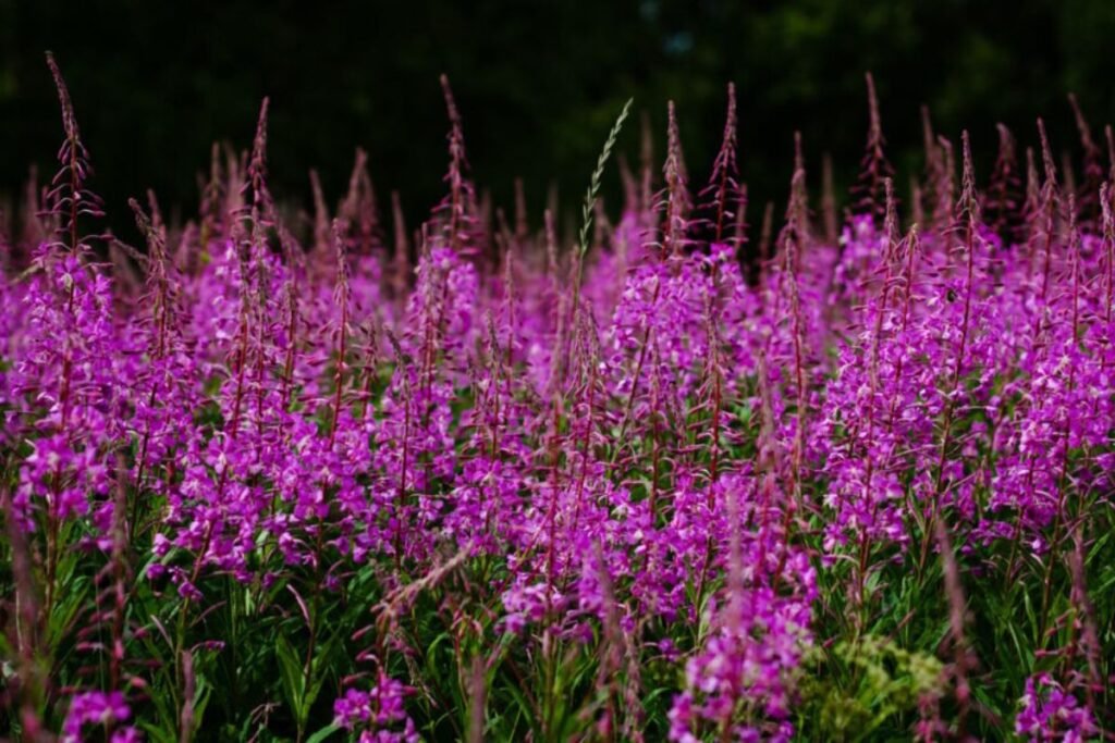 Fireweed material for fireweed tea
