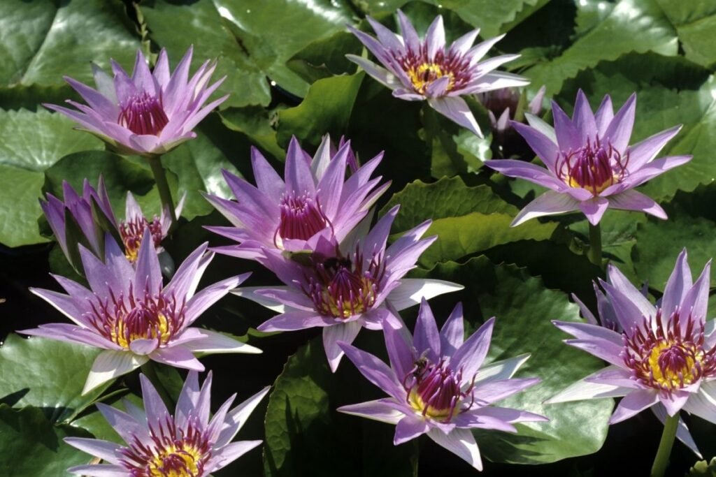 Blue lotus for Blue lotus tea