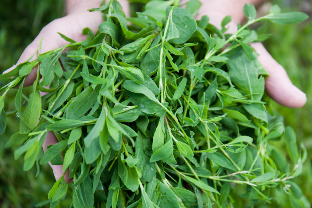 Knotgrass tea benefits