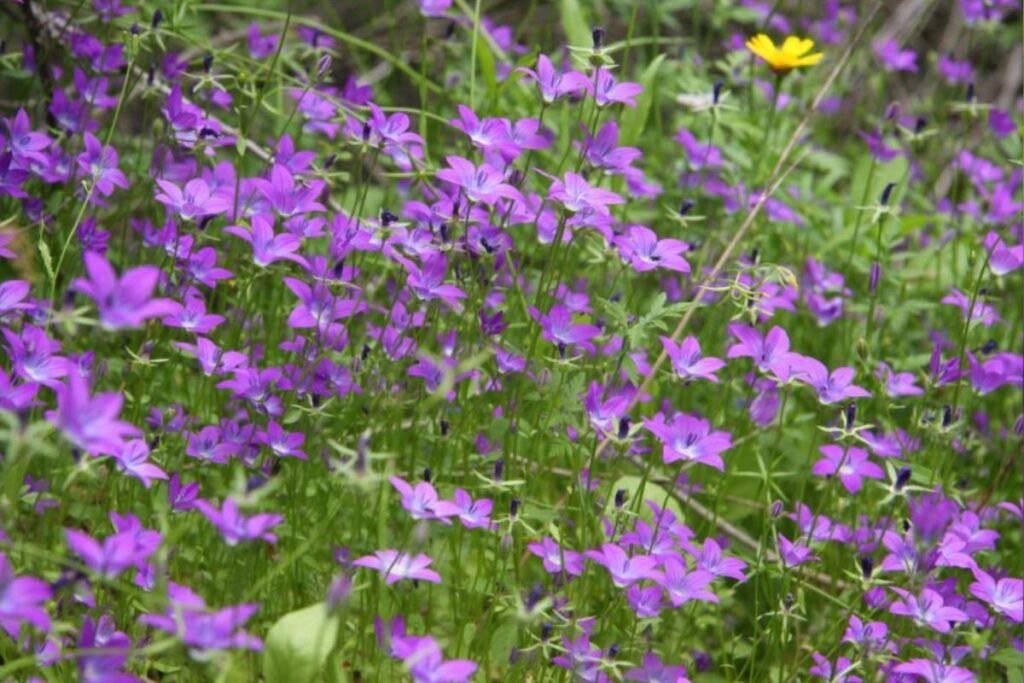 Bellflower tea benefits