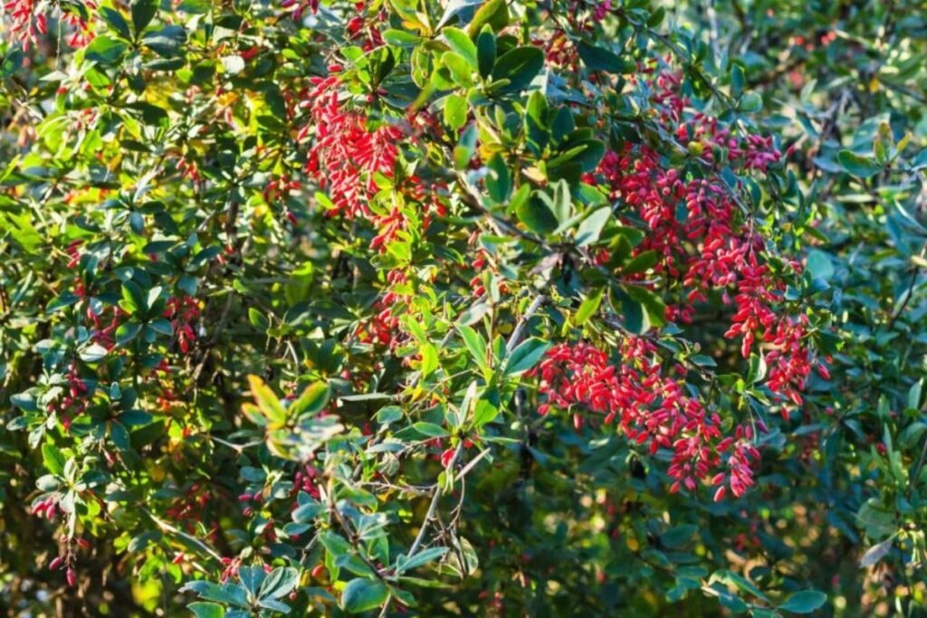 Barberry material for barberry tea