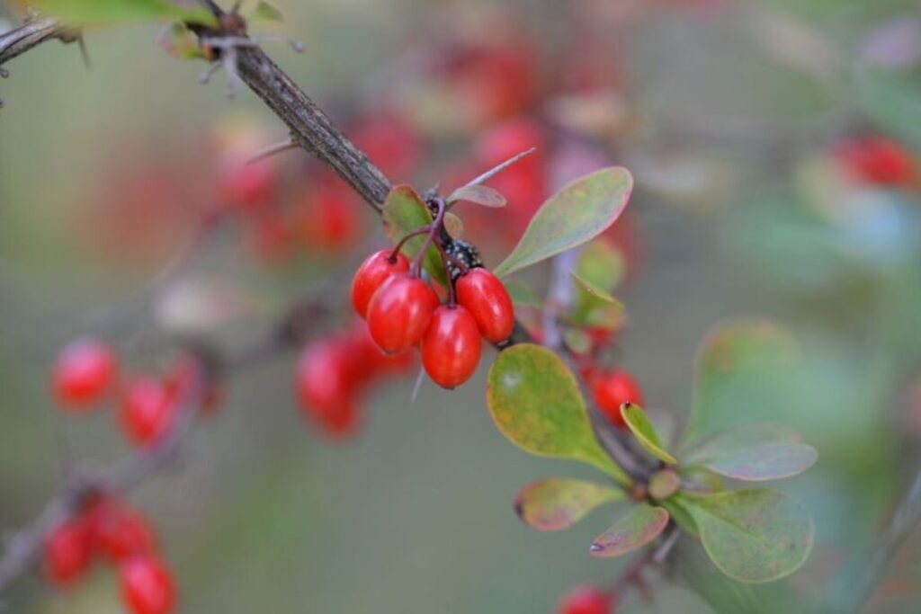 Barberry for berberine tea 
