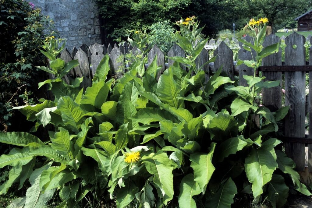 Elecampane herb for elecampane tea