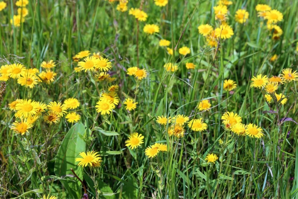 Elecampane herb and elecampane tea benefits