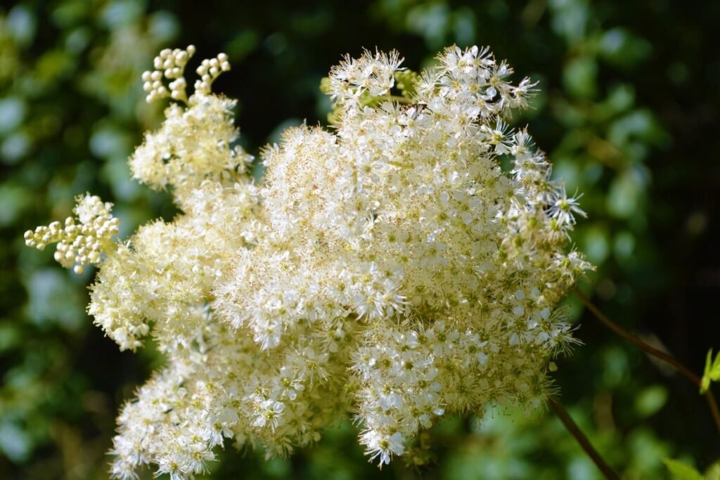 Meadowsweet tea benefits