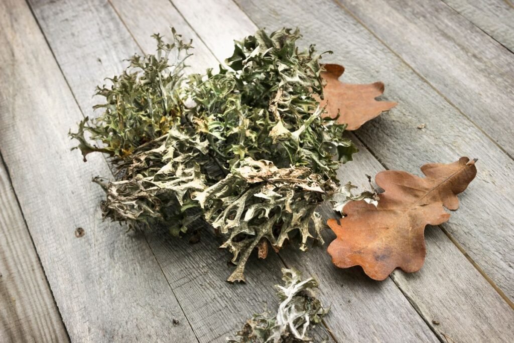 Iceland Moss for Cough