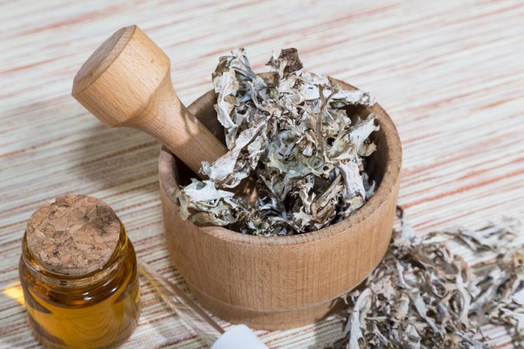Iceland Moss Tea benefits