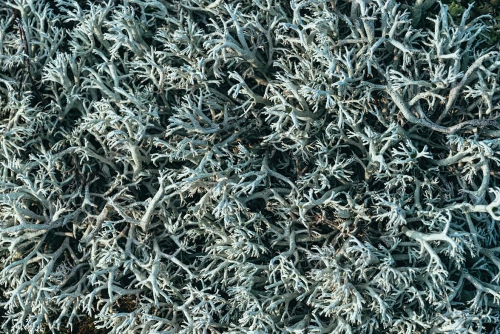 Harvesting Iceland moss 