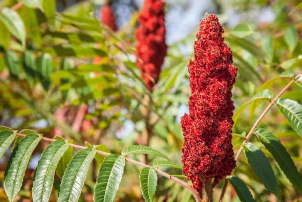 Staghorn sumac for Sumac Tea