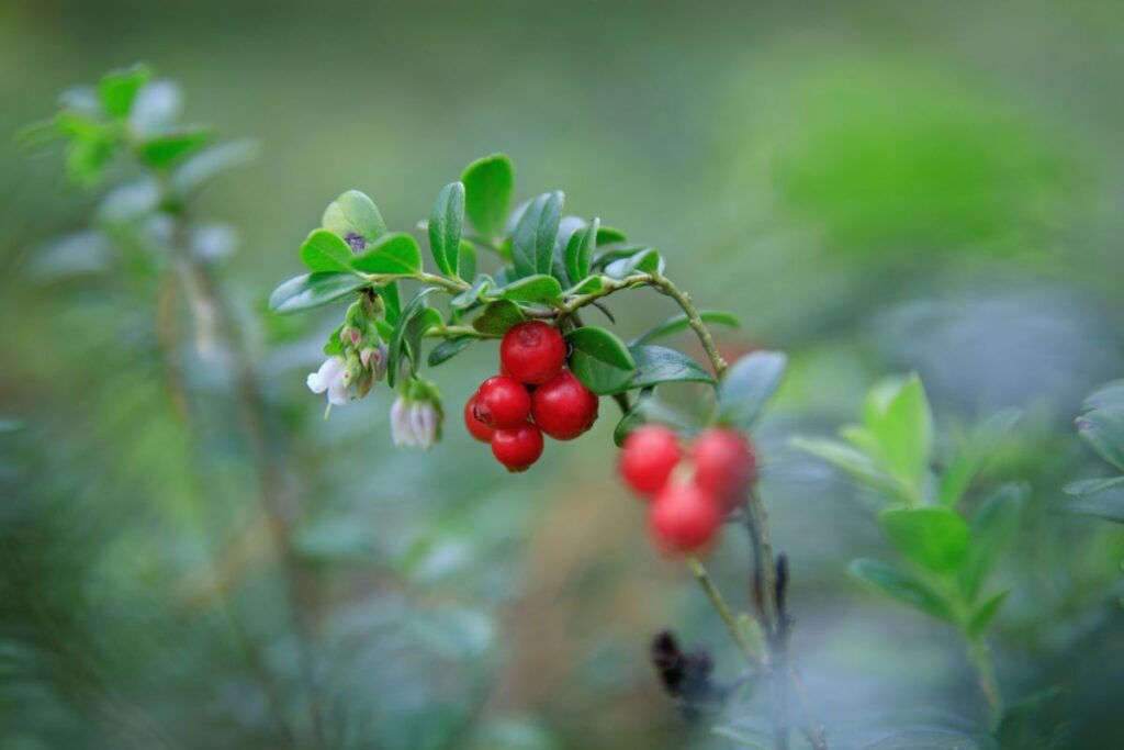 Lingonberry for Lingonberry tea 