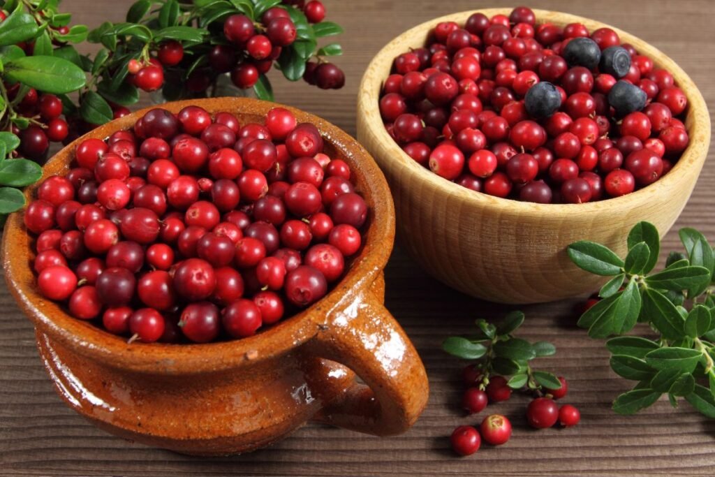 Lingonberry beries and Lingonberry tea benefits