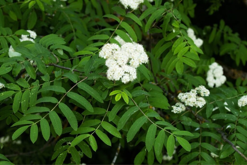Rowan flower tea benefits
