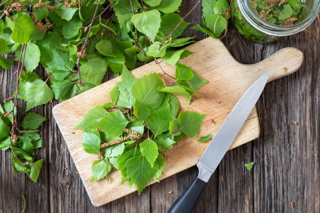 Preparing birch leaves for Birch leaf tea