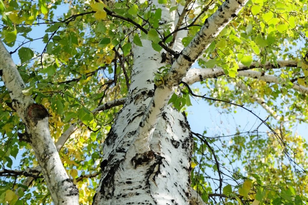 Birch tree and leaves for Birch leaf tea