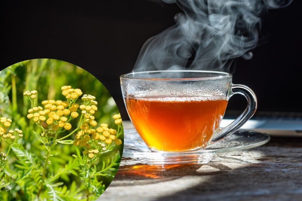 The benefits of tansy tea