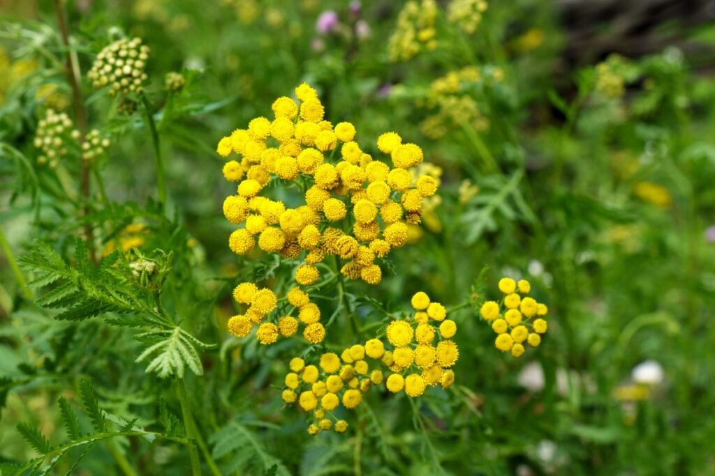 Tansy tea side effects