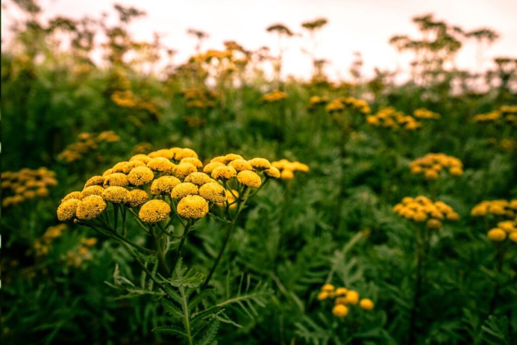 Tansy tea benefits