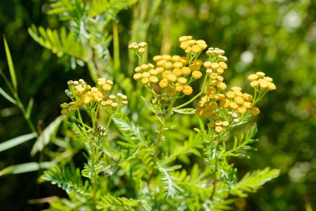 Tansy tea: tansy biology