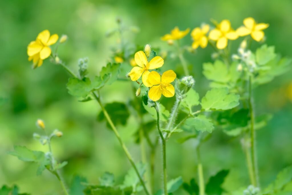 Celandine herb for celandine tea