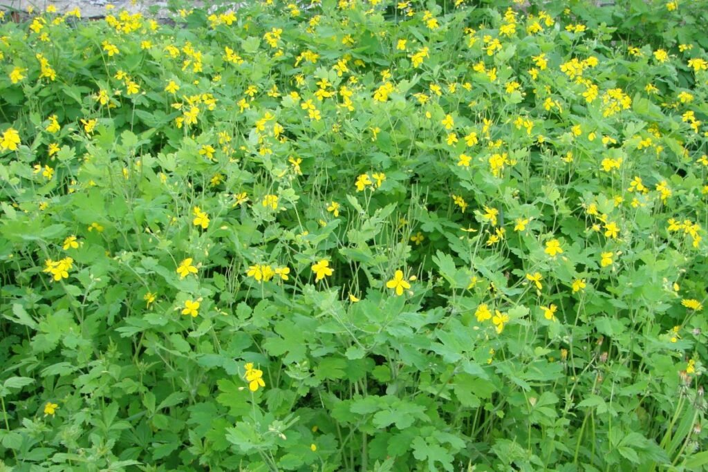 Celandine tea side effects