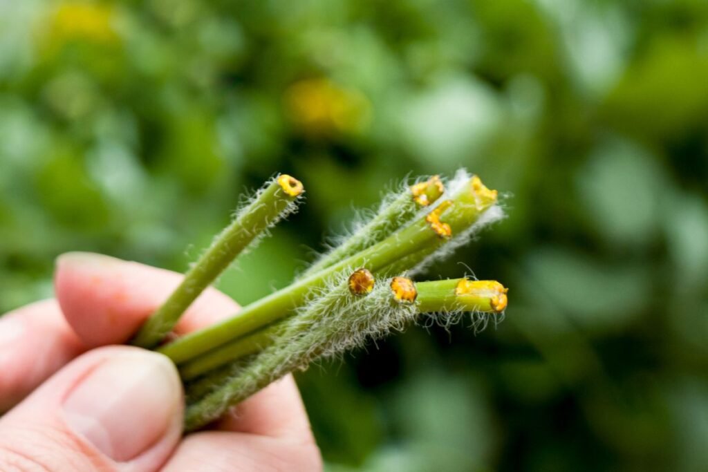 The benefits of celandine tea