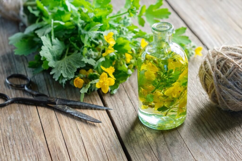 The benefits of celandine tea