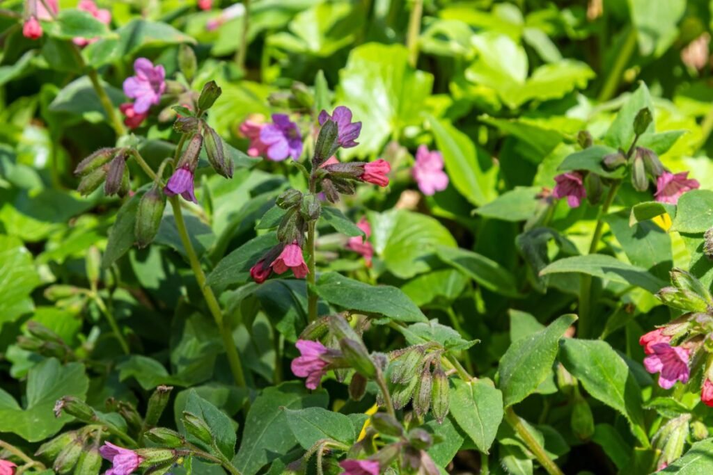 Harvesting lungwort