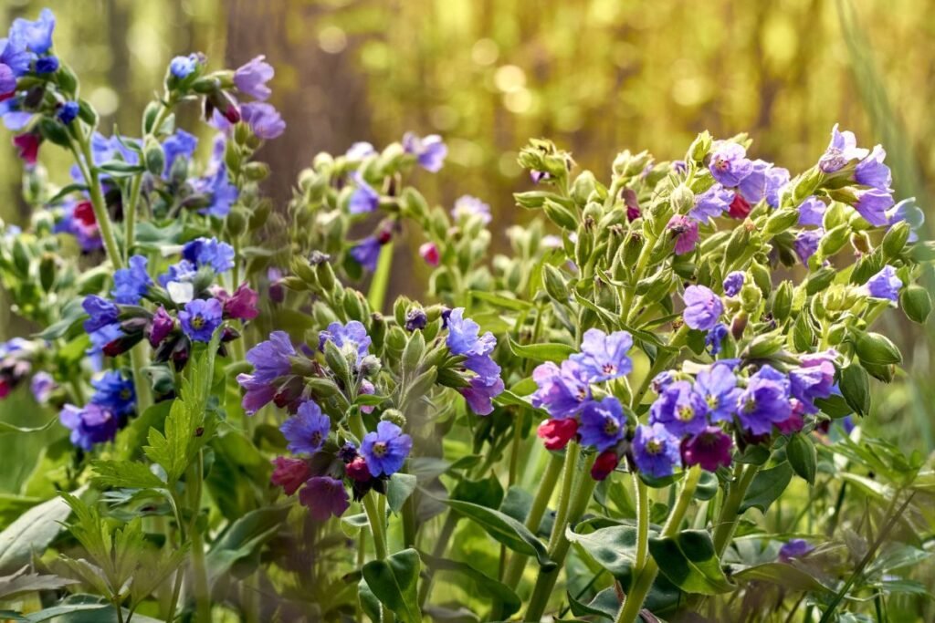 Lungwort for lungwort tea