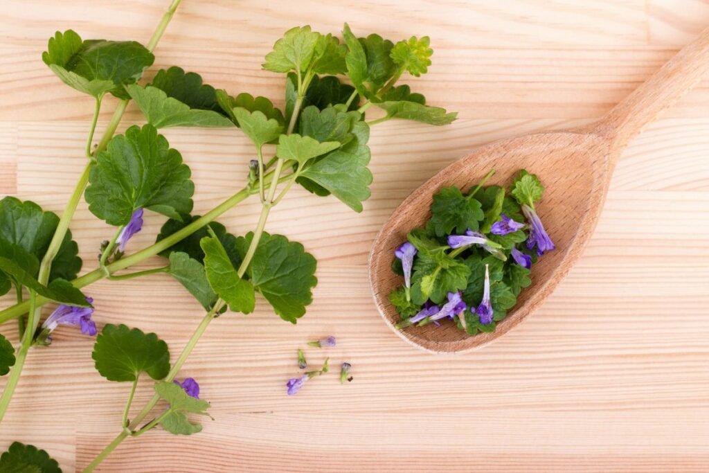 Preparing Ground ivy tea