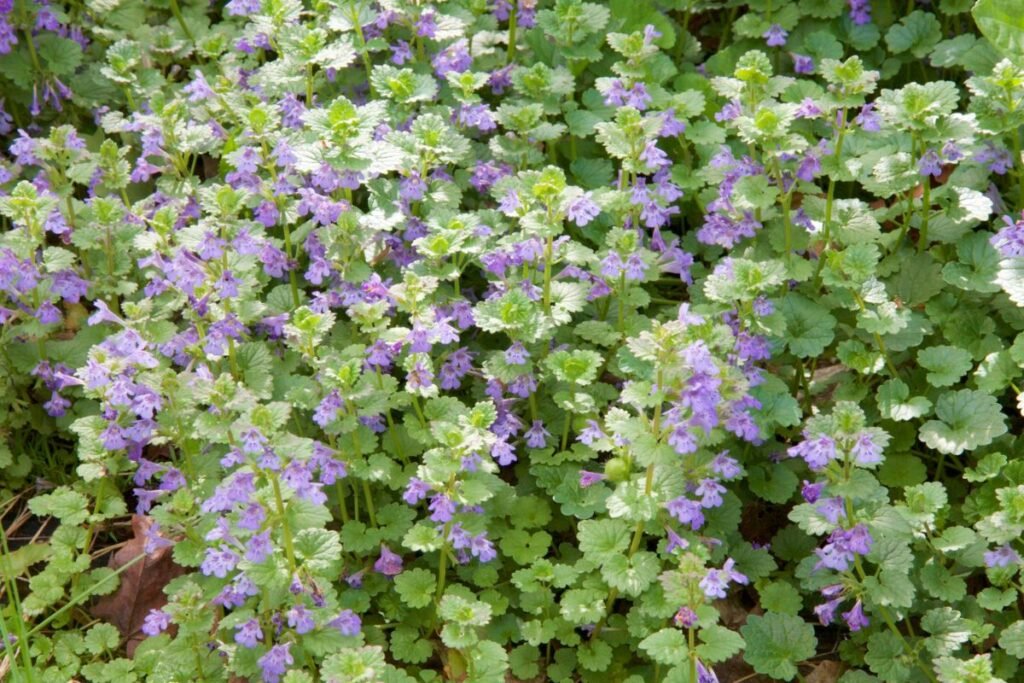 Ground ivy herbs for Ground ivy tea