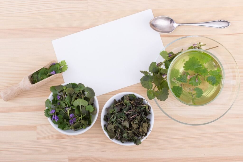 The benefits of Ground ivy tea