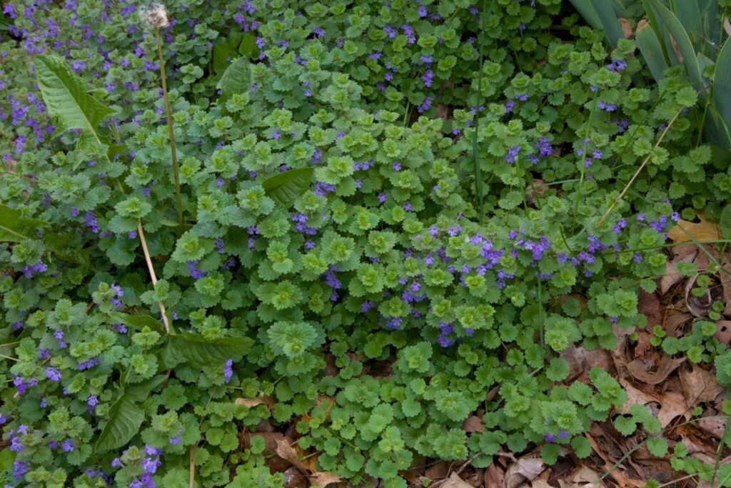 Ground ivy tea side effects