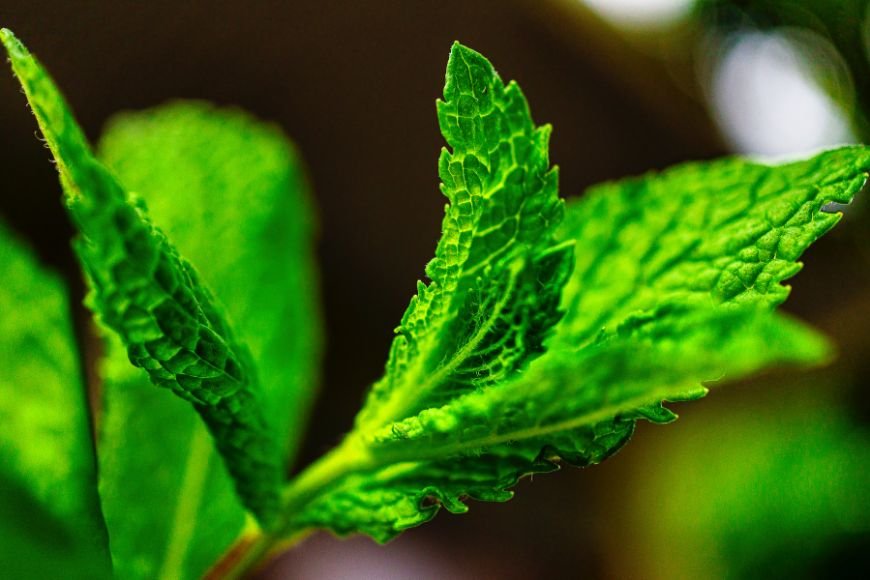 Close up of spearmint leaves