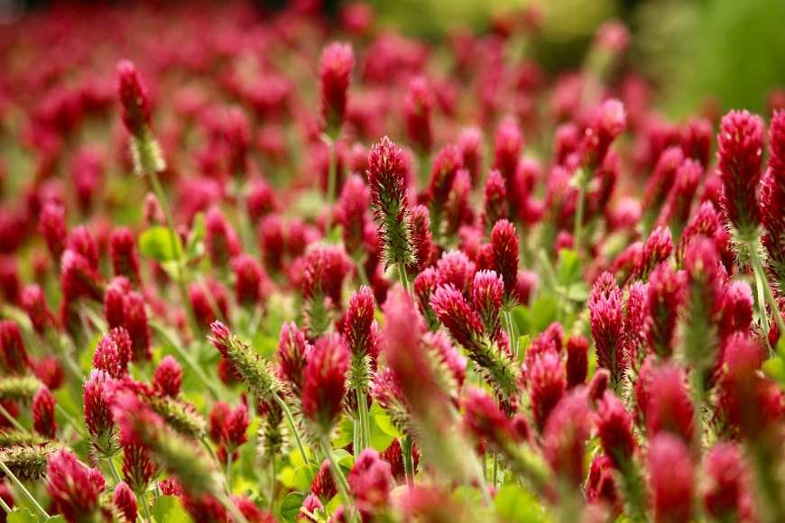 Crimson Clover blooming in the spring field