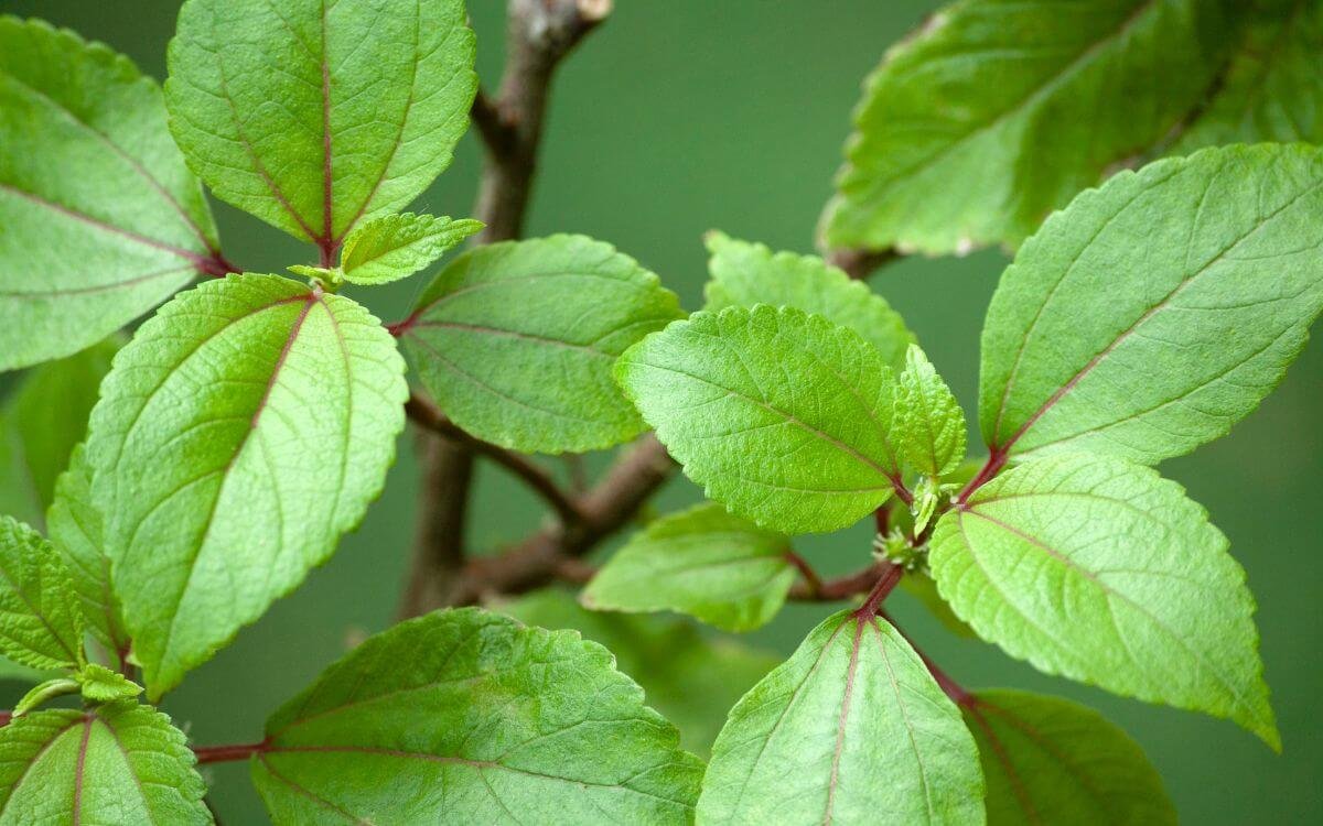 Hawaiian Mamaki leaf