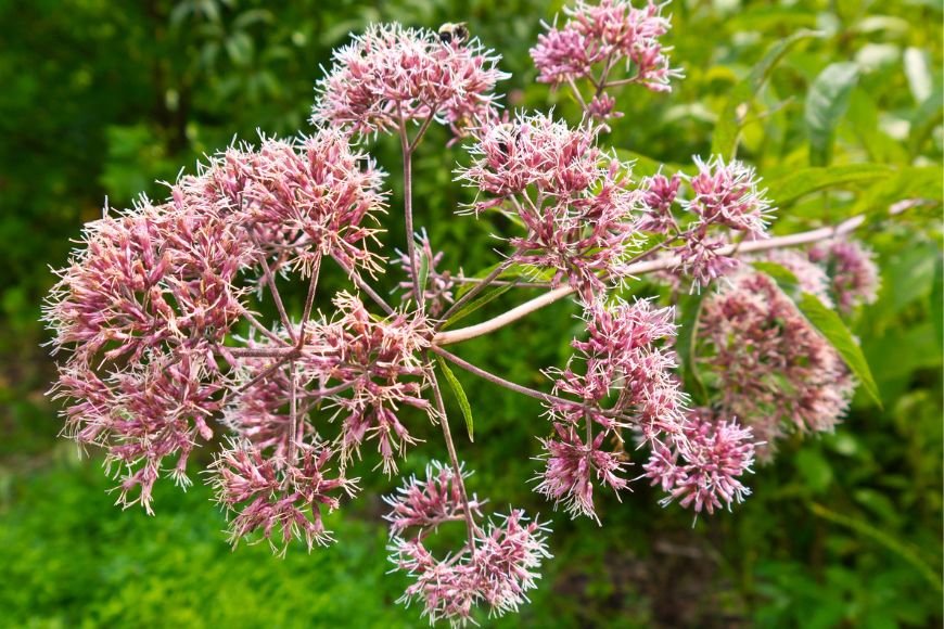 Joe-Pye Weed blooming in summer