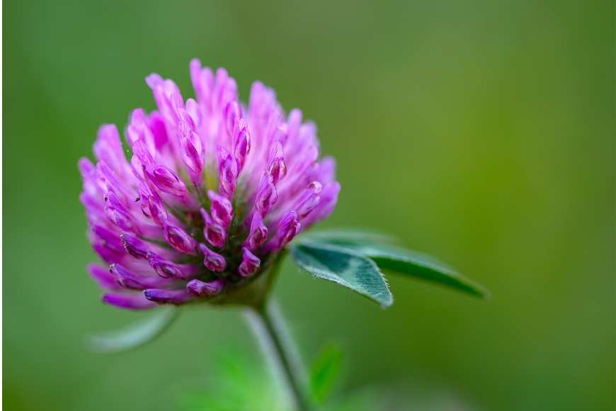 Macro photography of Red Clover flower