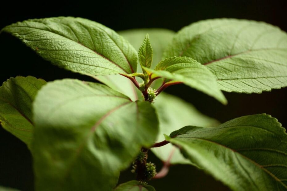 Medicinal Native Hawaiian Mamaki Plant