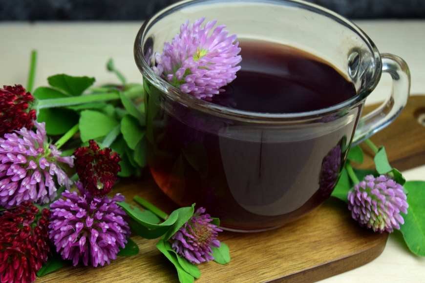 Red Clover Tea