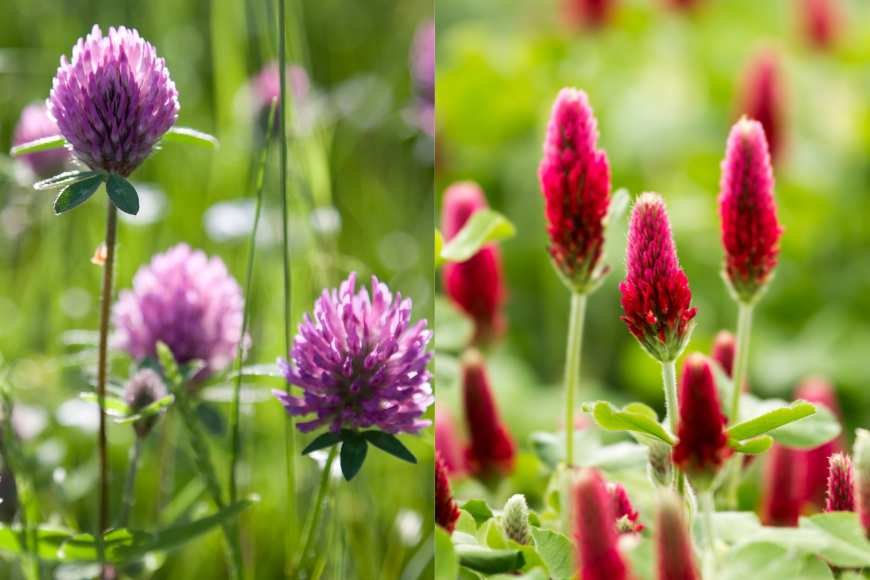 Red Clover vs. Crimson Clover Uses, Benefits, & Side Effects