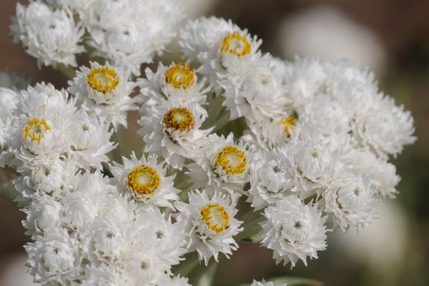 Triple-veined pearly everlasting