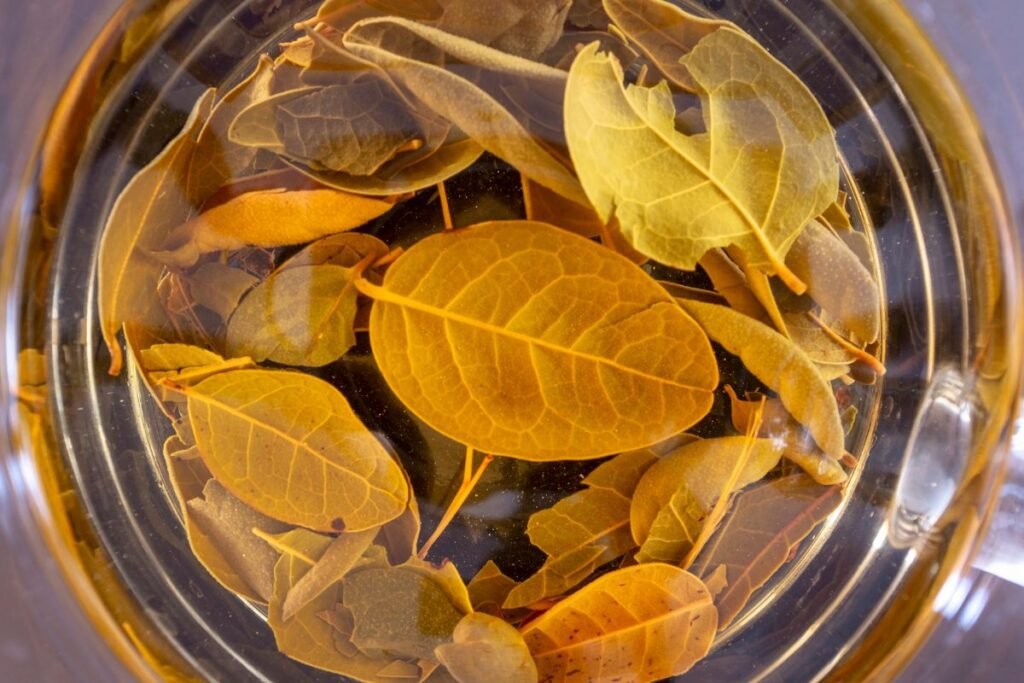 Boldo Tea Leaves Brewing In Warm Water