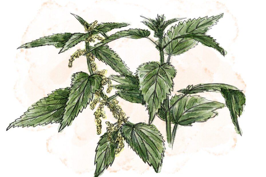 Nettle Tea: a Rich Drink for Your Health Promotion