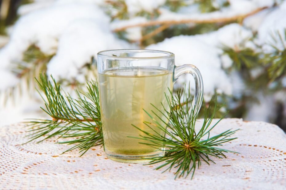 Conifer tea, pine tea