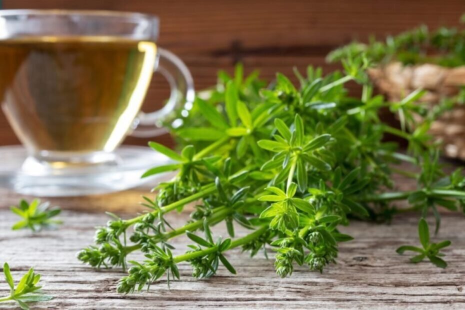 Cleavers tea and other bedstraw tea