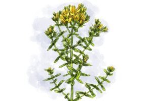 St. John's wort tea